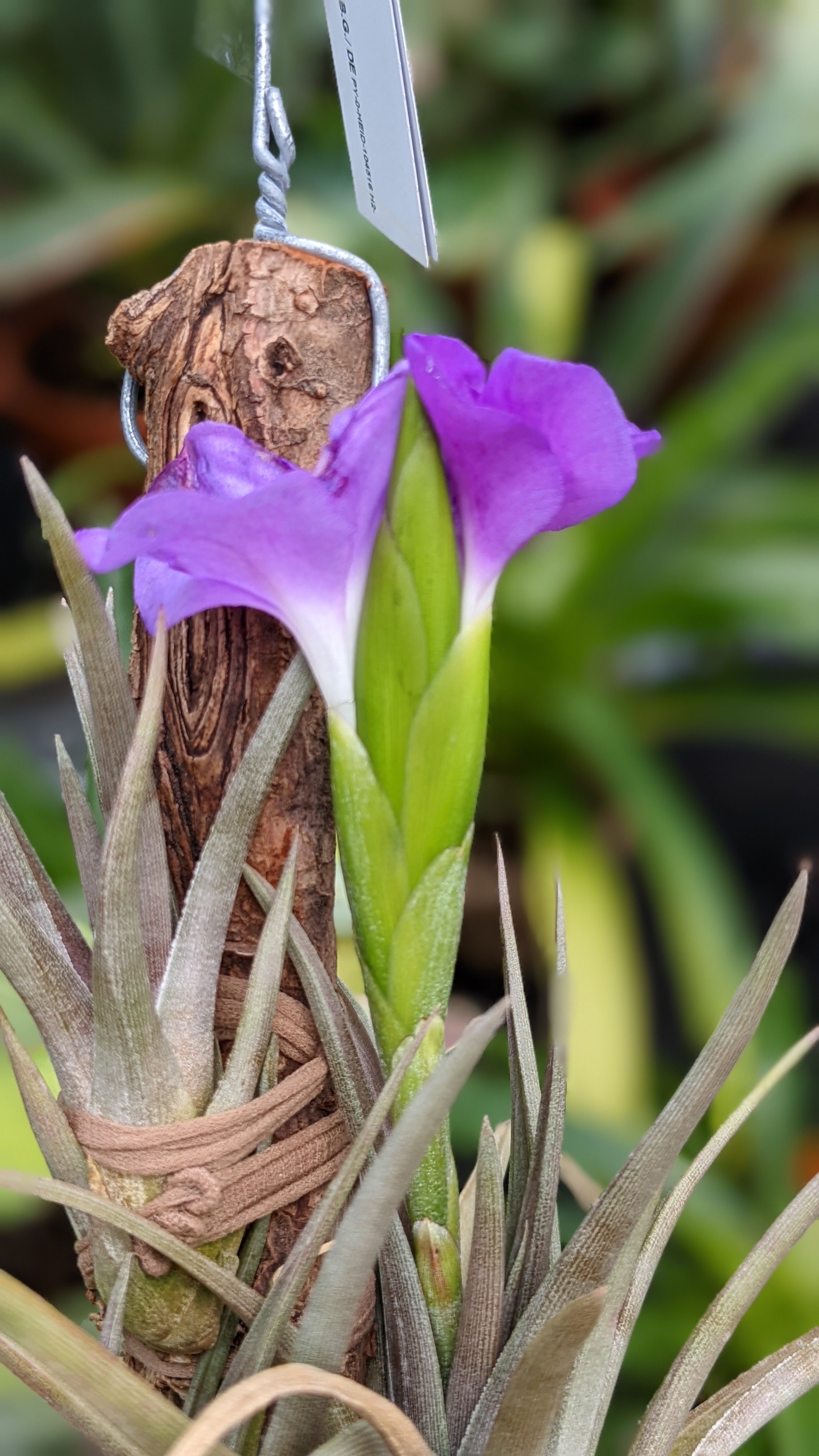 preview Tillandsia esseriana  Rauh & L.B.Sm.